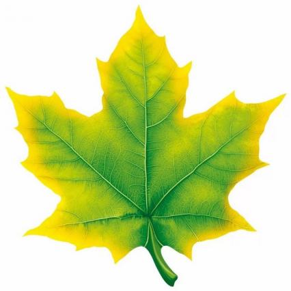 Украшение фигурное "Кленовый лист зелёно-жёлтый" на скотче